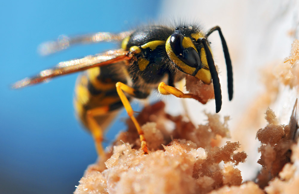 A yellow and black wasp is sitting on a piece of sand.
